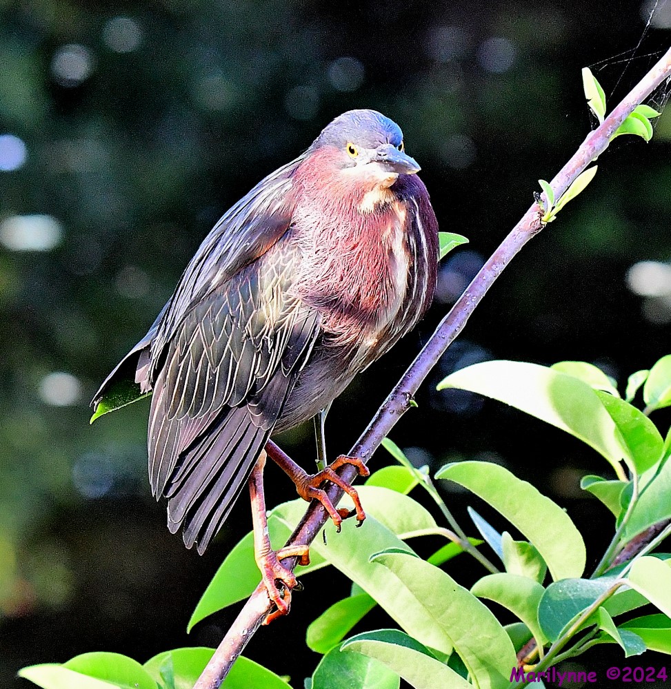 DSC_1566_001.JPG