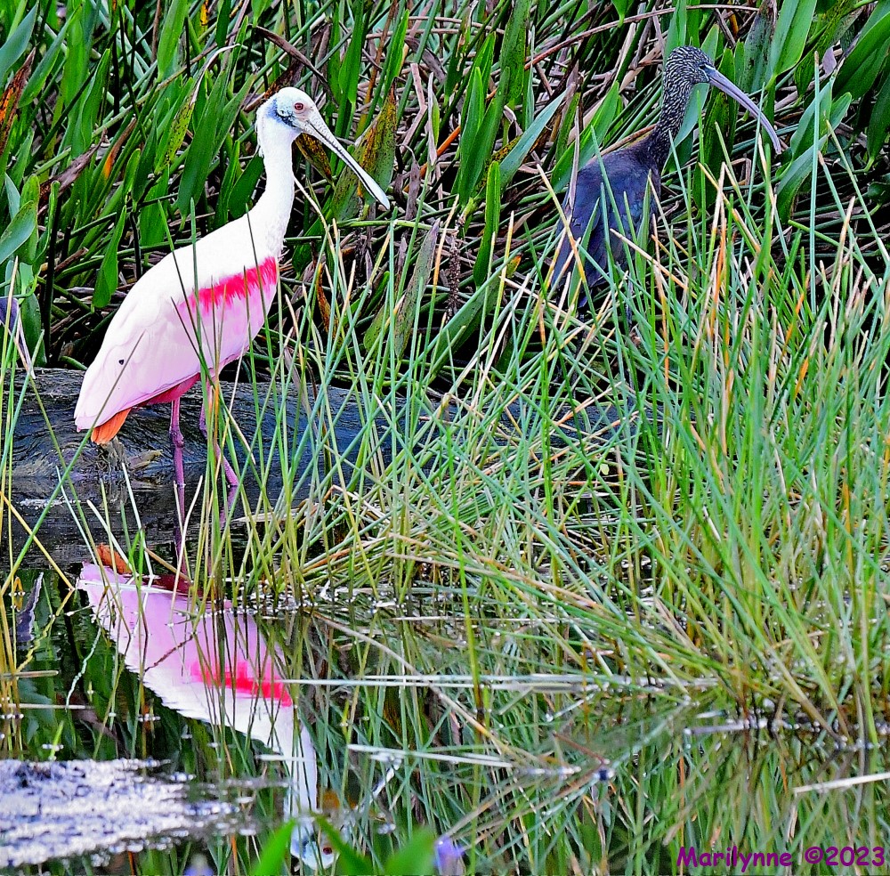DSC_1569_001.JPG