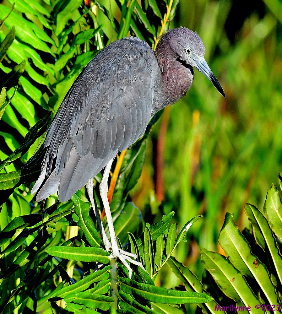 DSC_1570_001.JPG