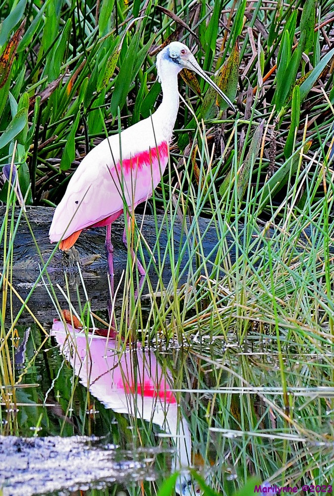 DSC_1570_001.JPG