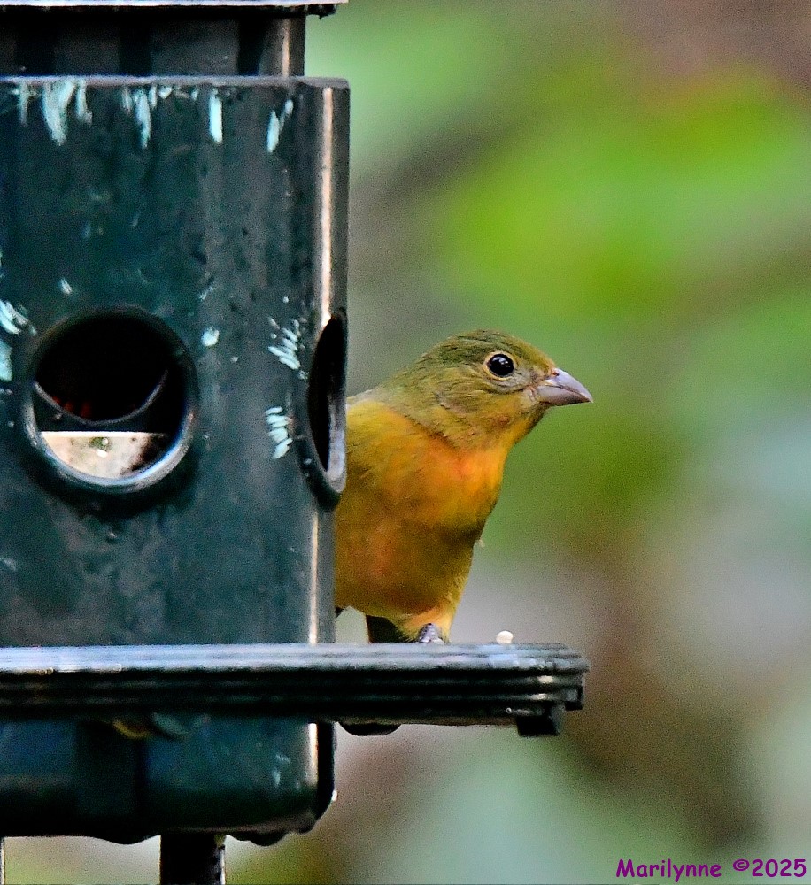 DSC_1570_001.JPG