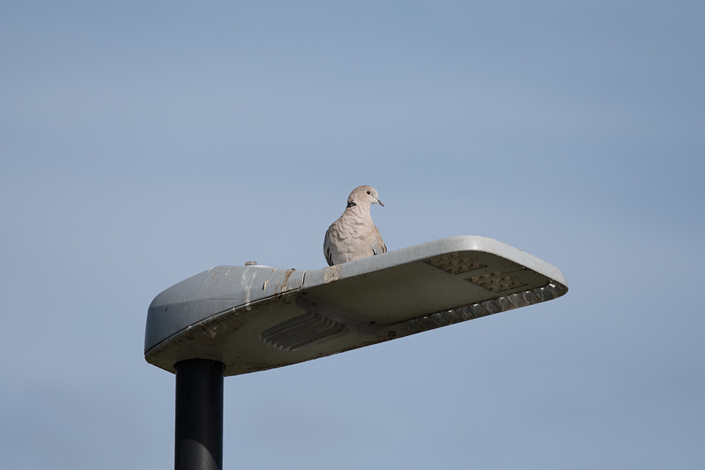 DSC_1572full.jpg