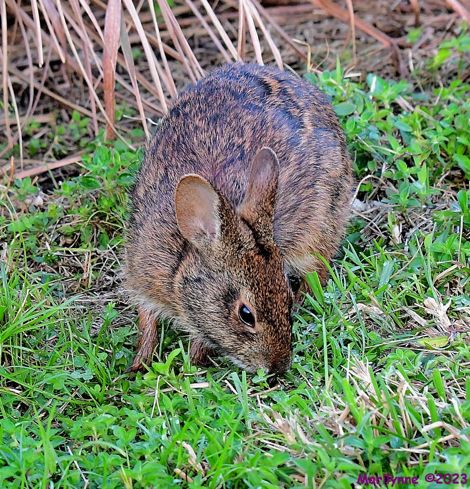 DSC_1574_001.JPG