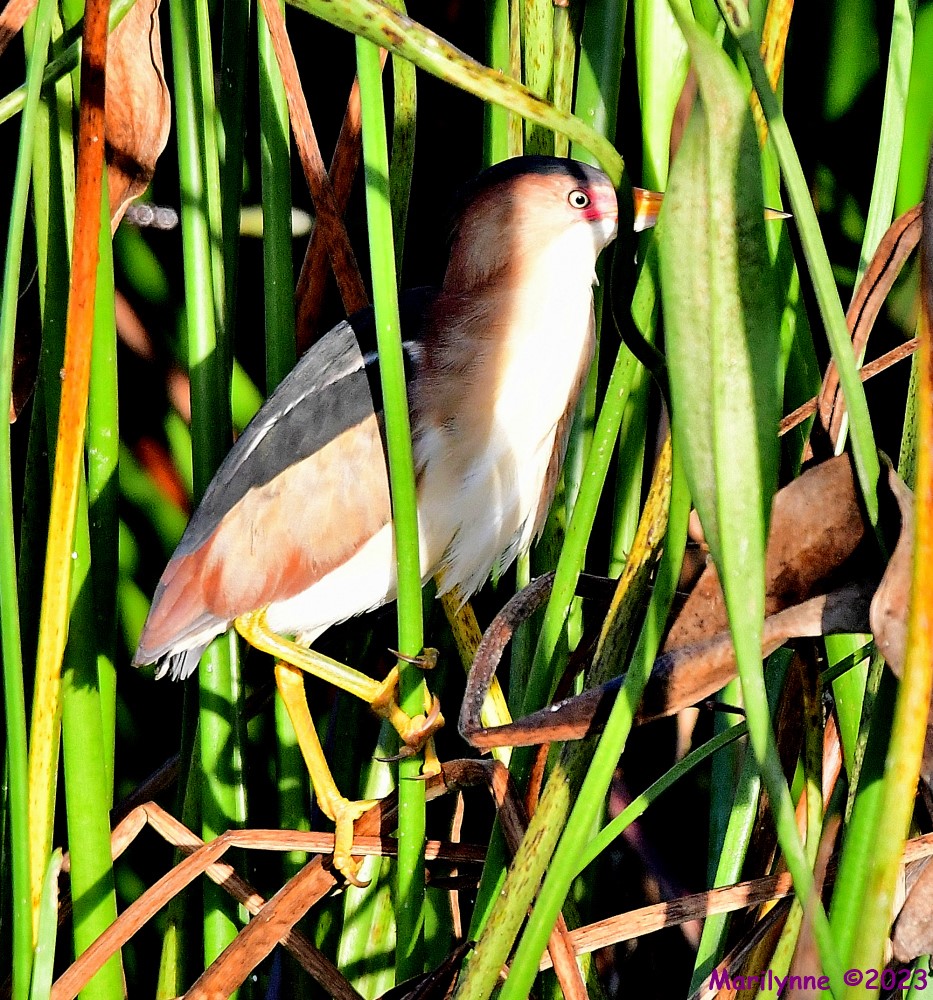 DSC_1574_001.JPG