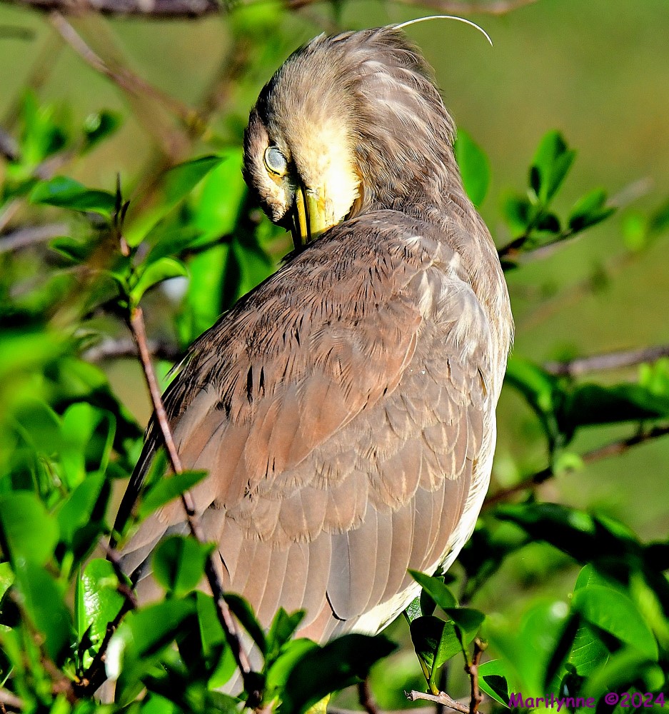 DSC_1575_001.JPG