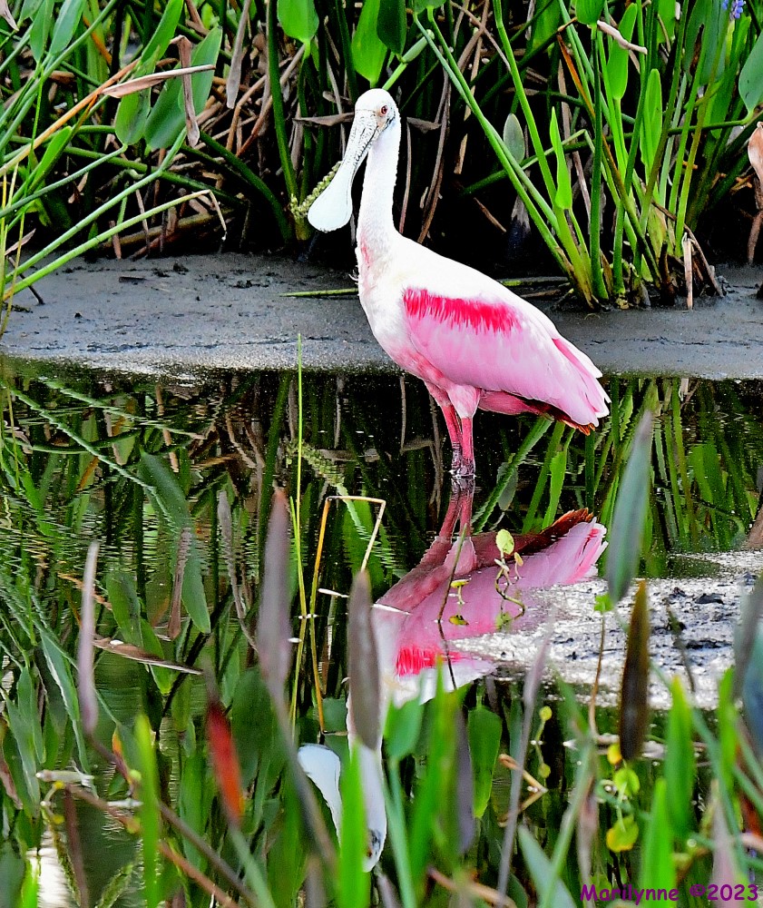 DSC_1576_001.JPG