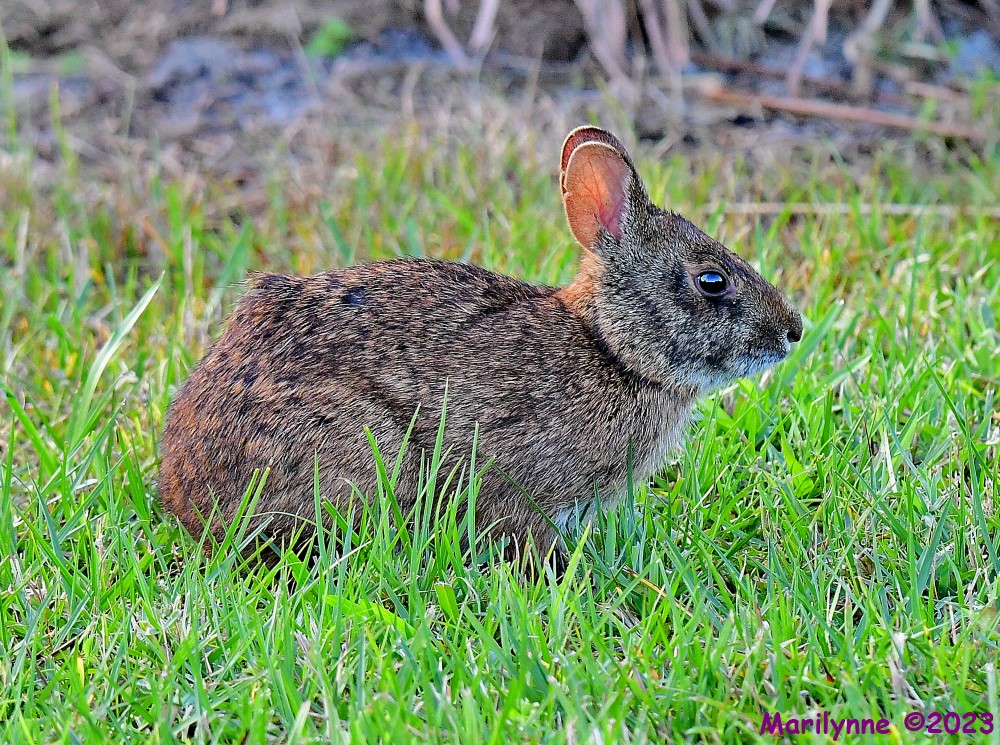 DSC_1577_001.JPG