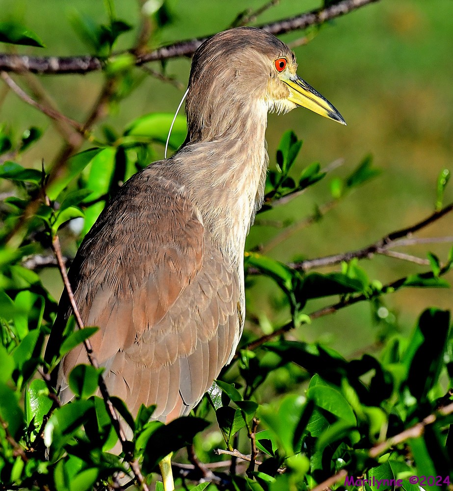 DSC_1578_001.JPG