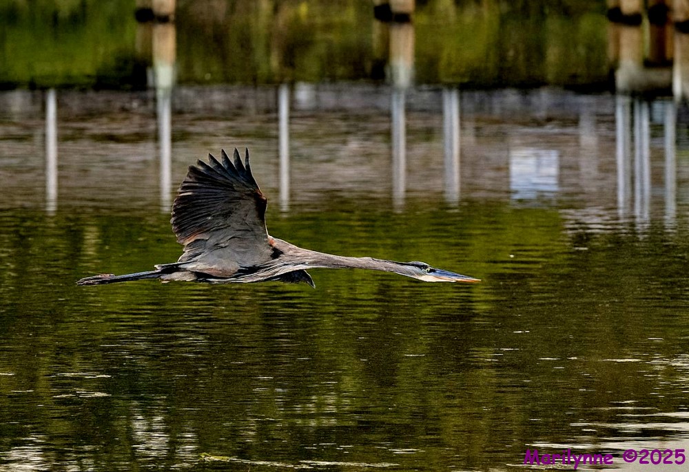 DSC_1581 copy2_001.JPG