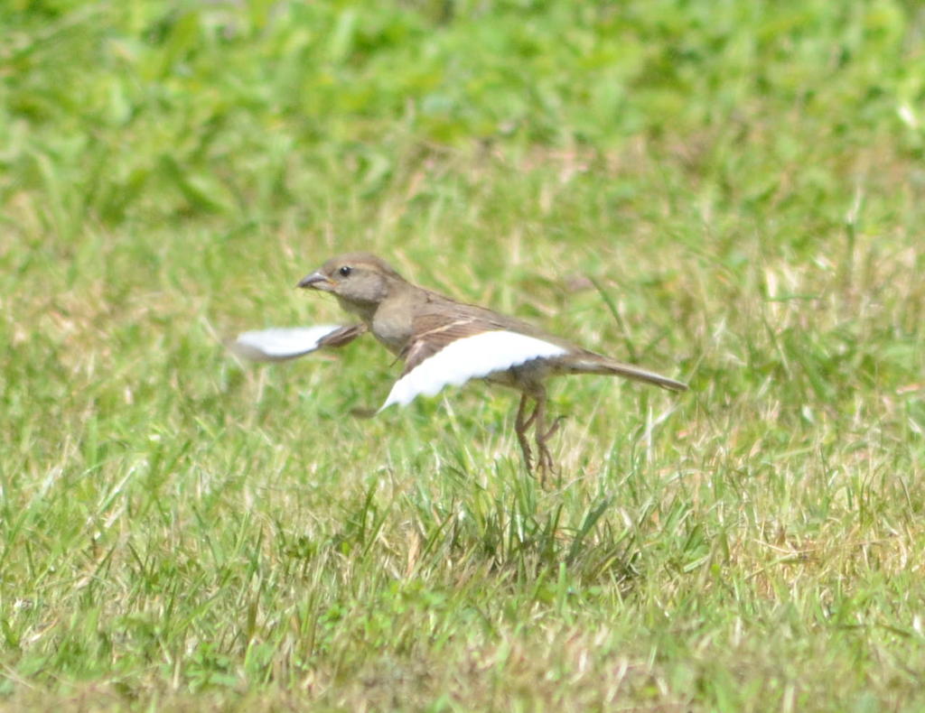 DSC_1581.jpg