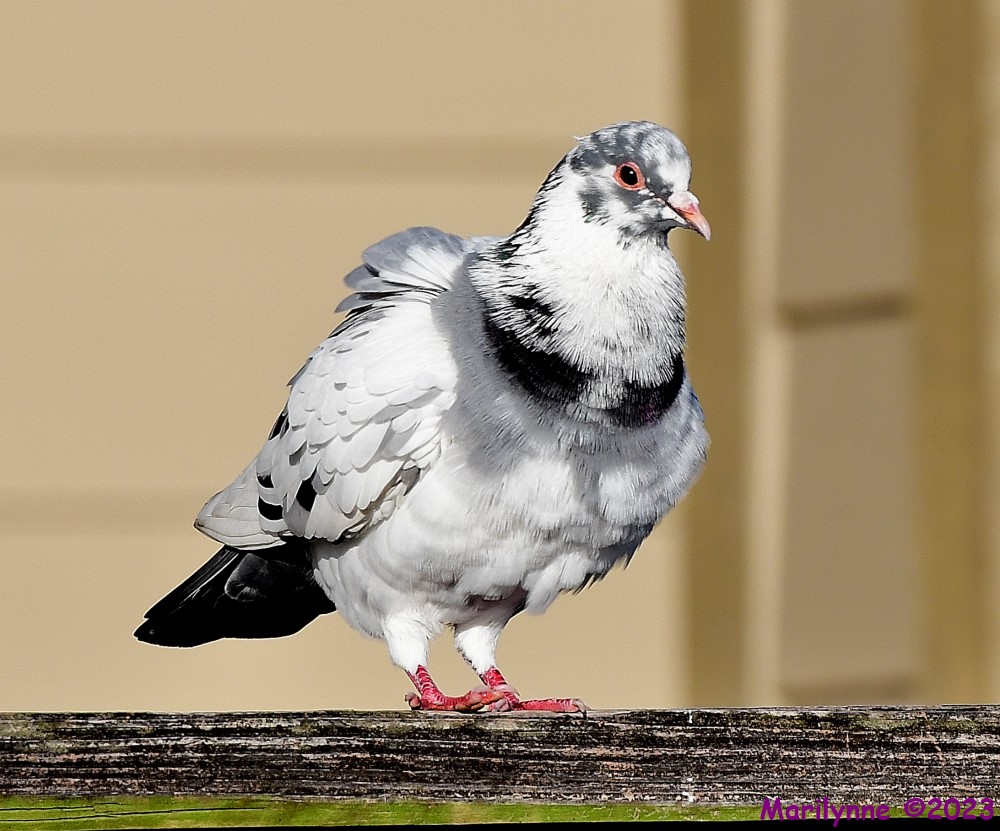 DSC_1582_001.JPG