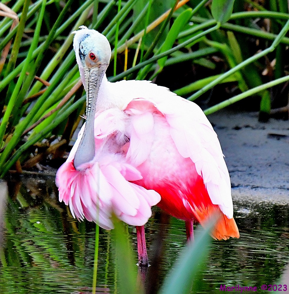 DSC_1583_001.JPG