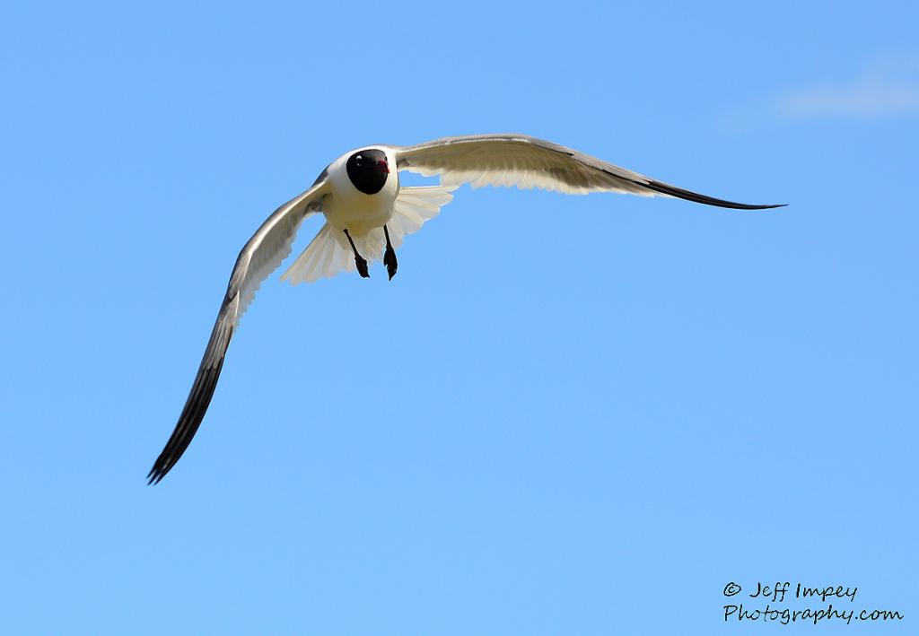 DSC_1584.jpg