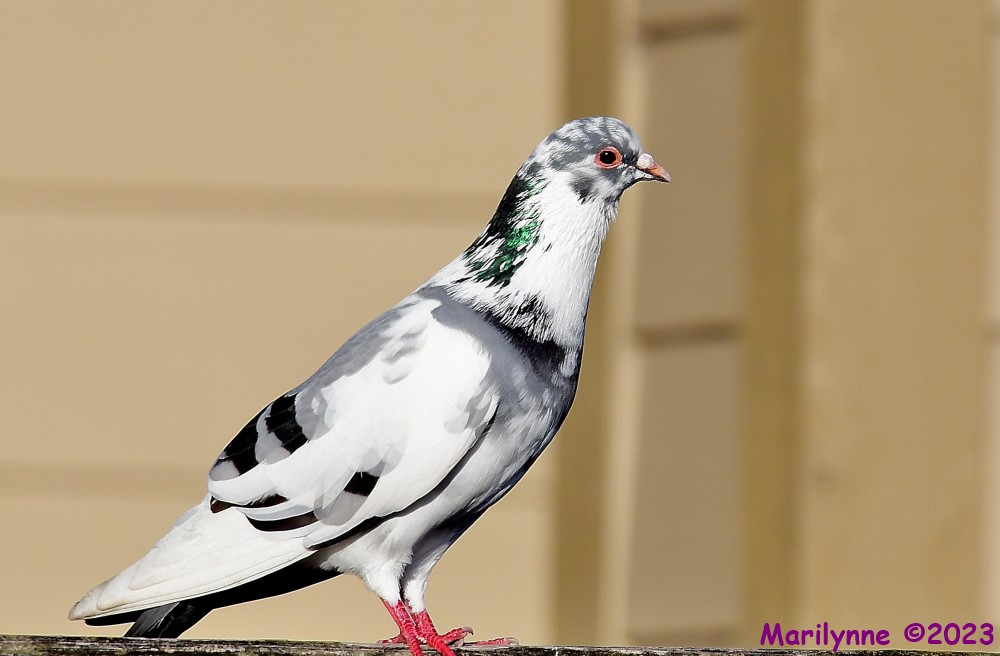 DSC_1585_001.JPG