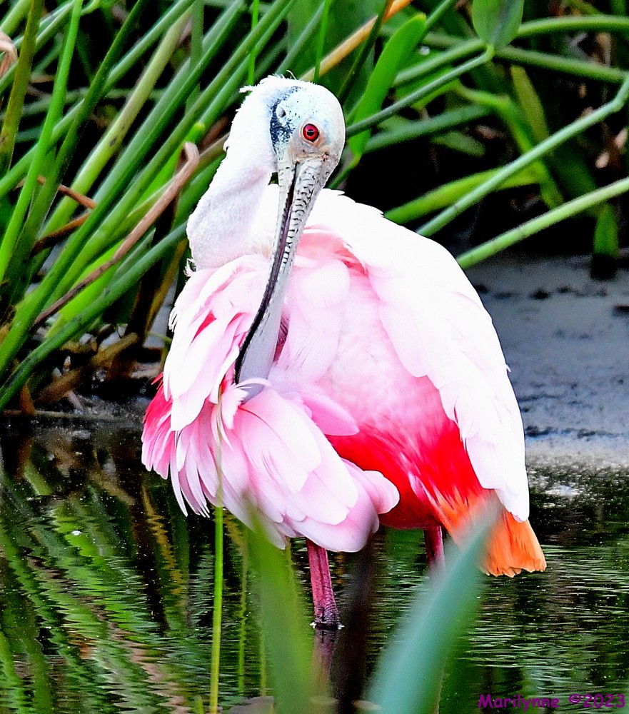 DSC_1587_001.JPG