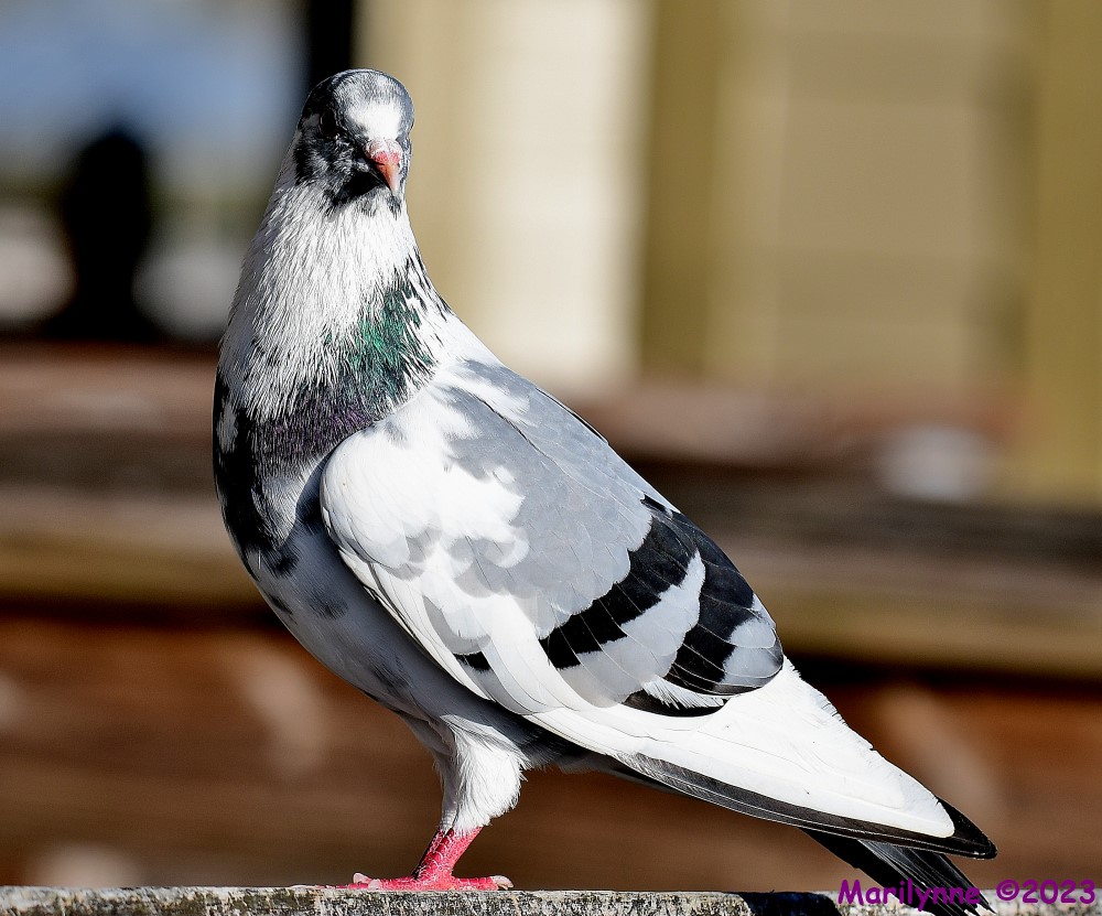 DSC_1588_001.JPG