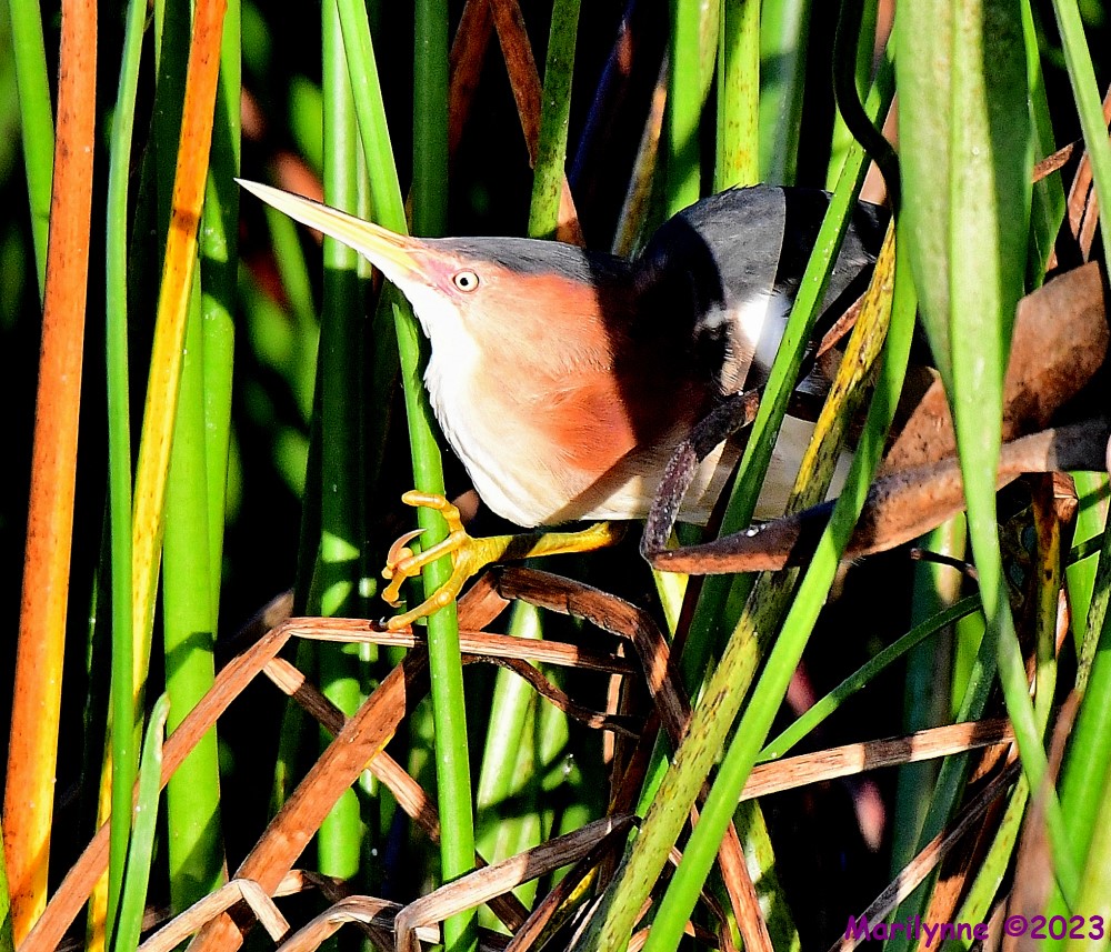 DSC_1588_001.JPG