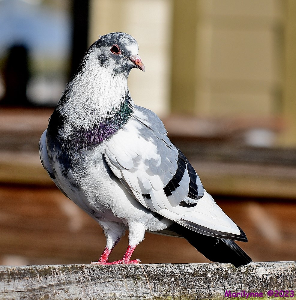 DSC_1590_001.JPG