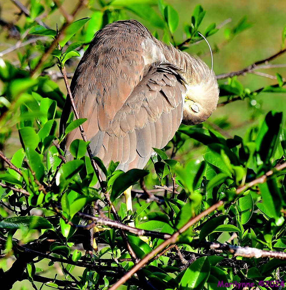 DSC_1591_001.JPG