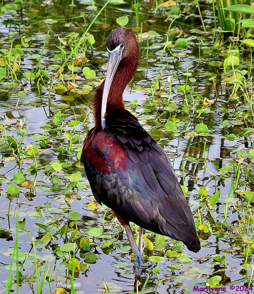 DSC_1591_001.JPG