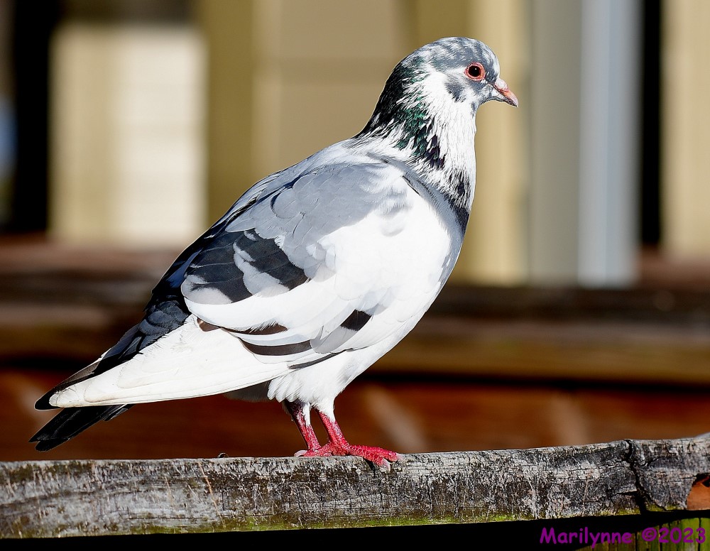 DSC_1595_001.JPG