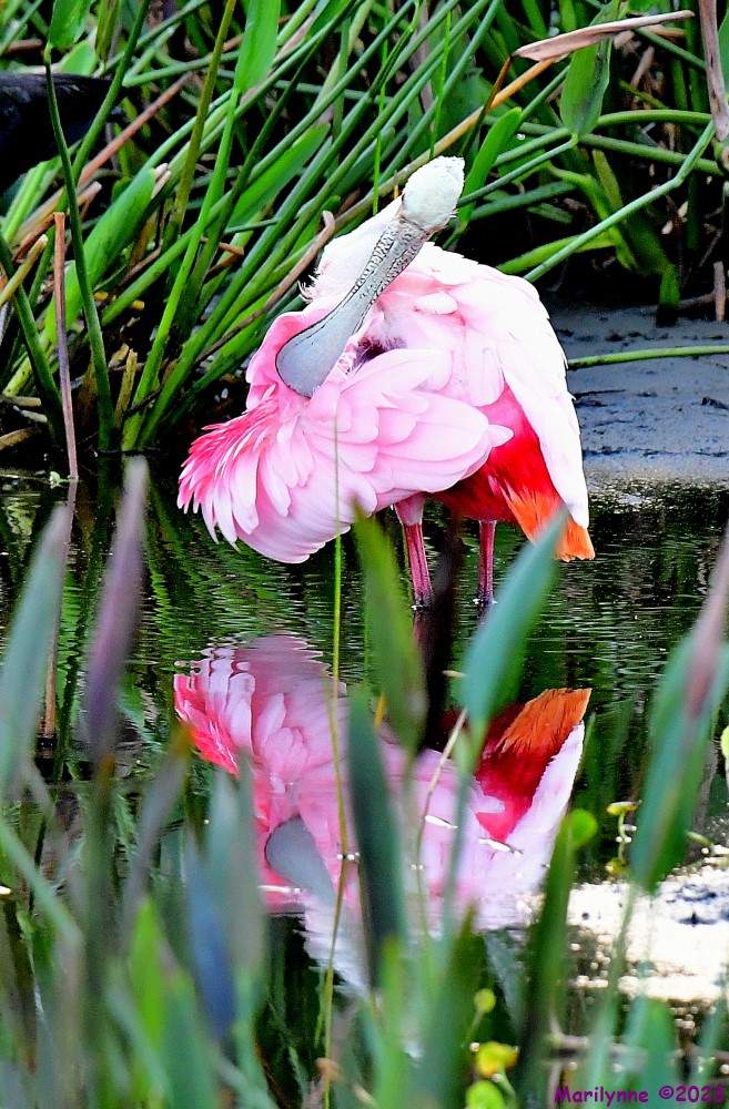 DSC_1595_001.JPG