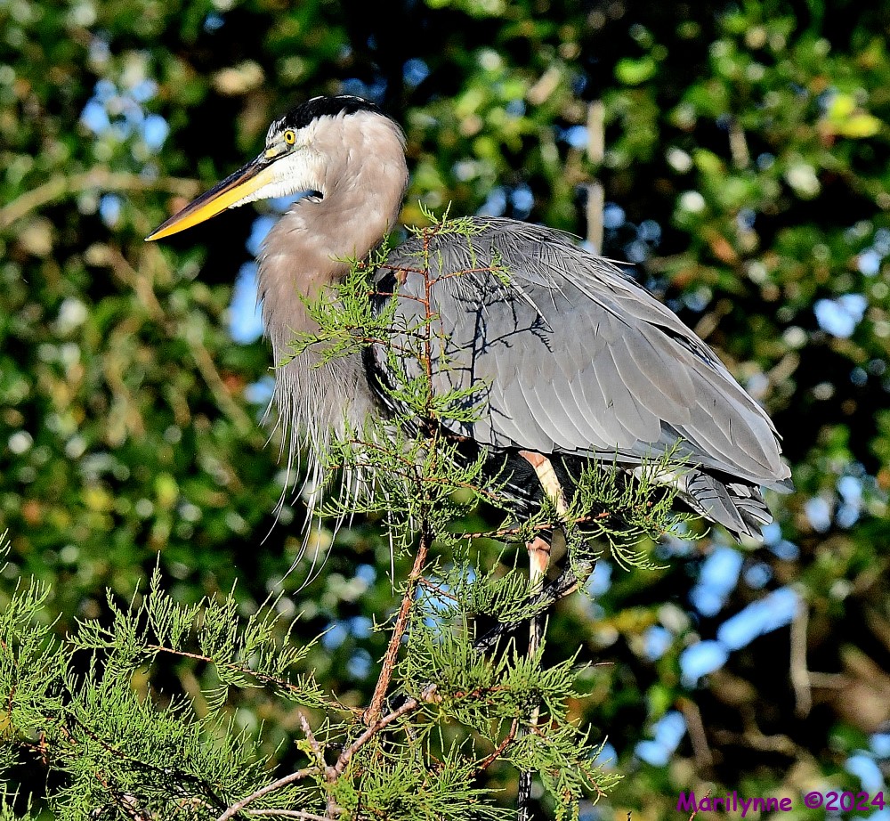 DSC_1595_001.JPG