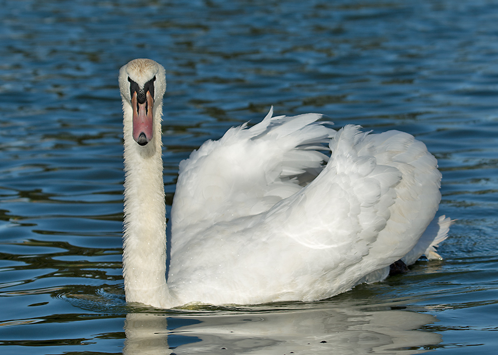 DSC_1597.jpg