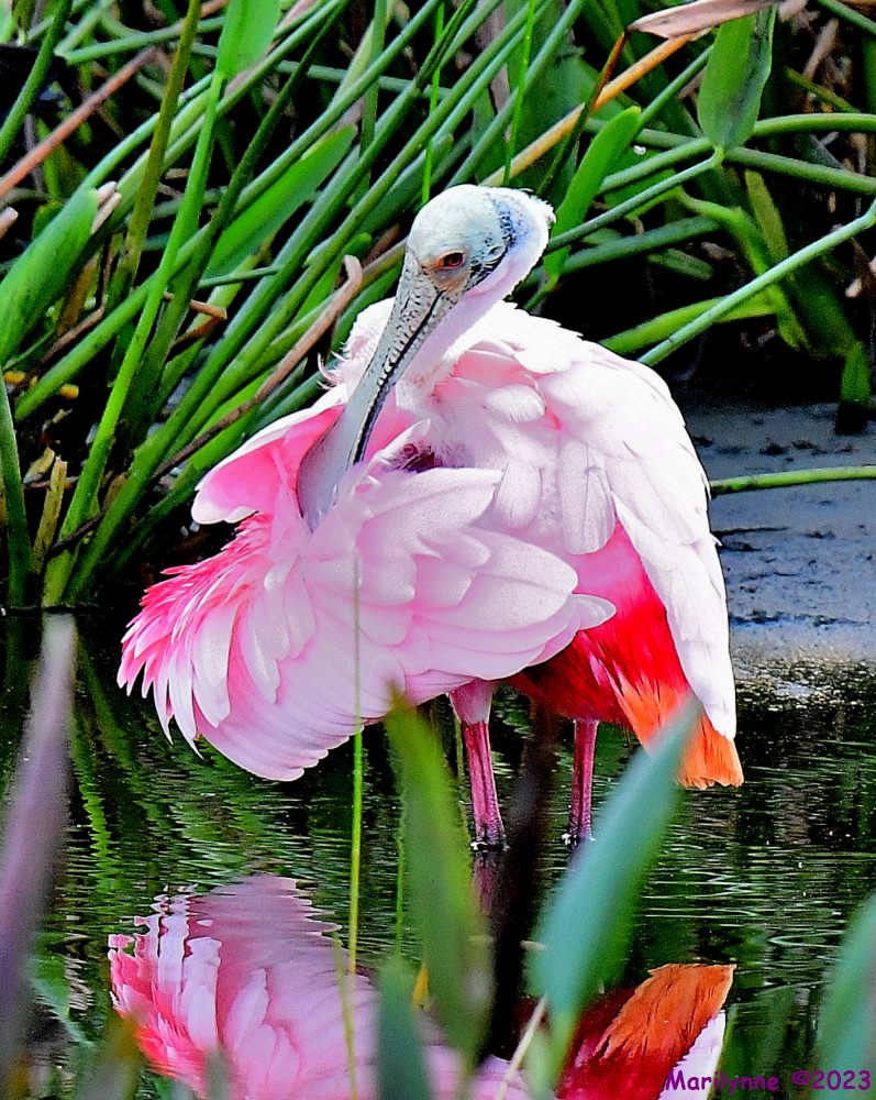 DSC_1597_001.JPG