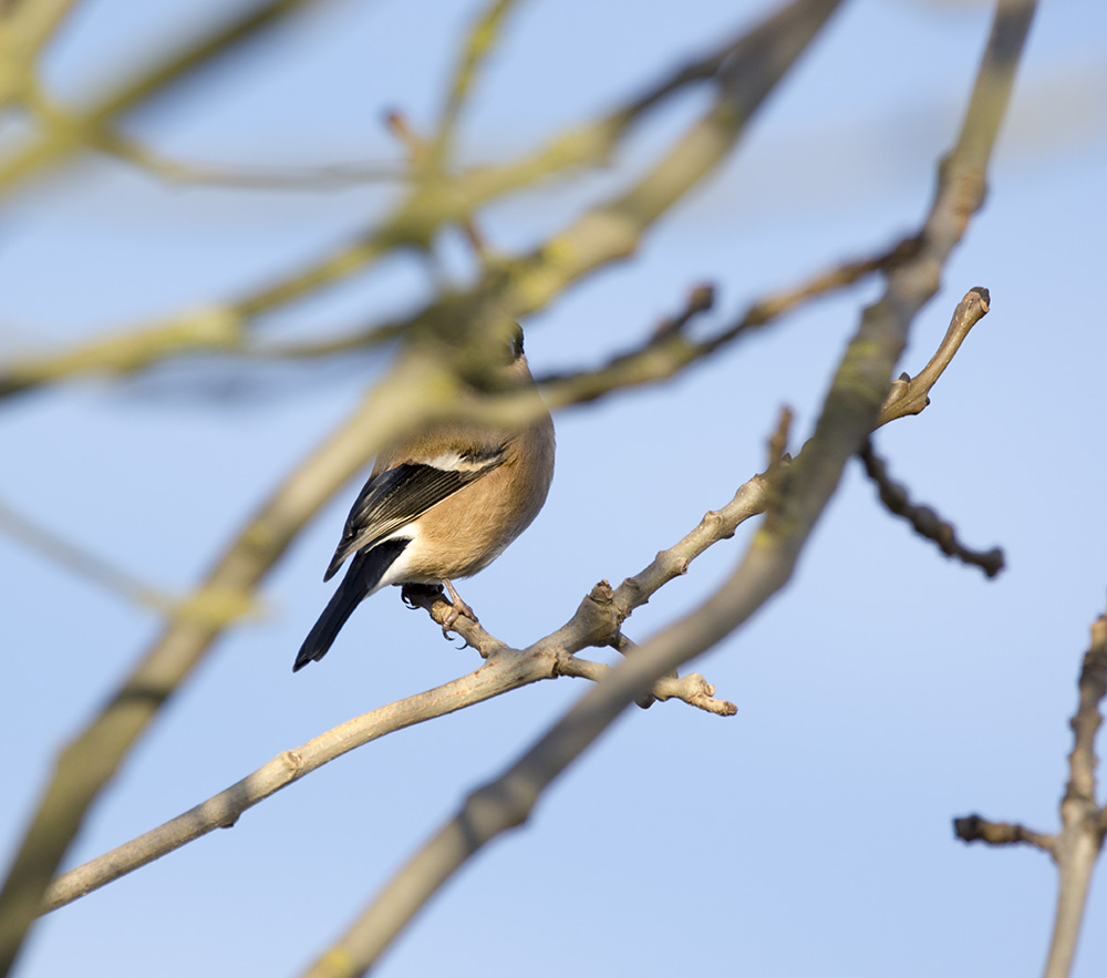 DSC_1599.jpg