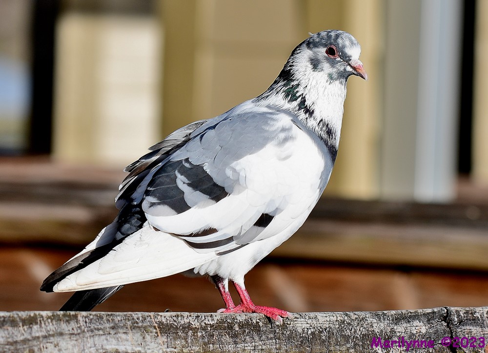 DSC_1600_001.JPG