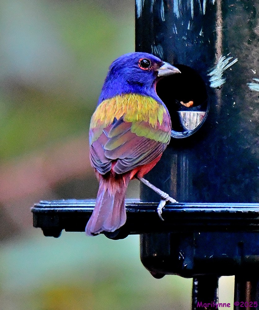 DSC_1608_001.JPG