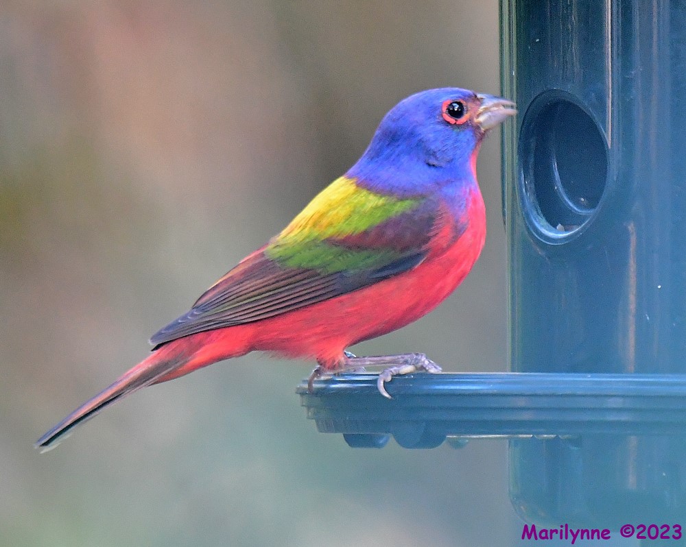 DSC_1609_001.JPG
