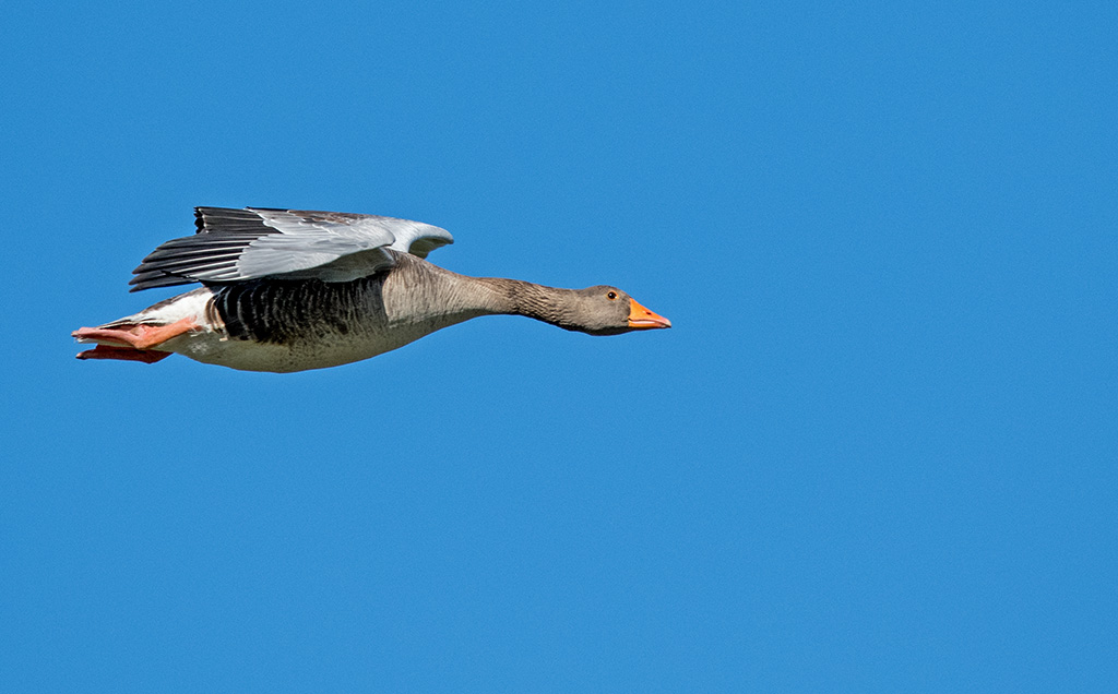 DSC_1610.jpg