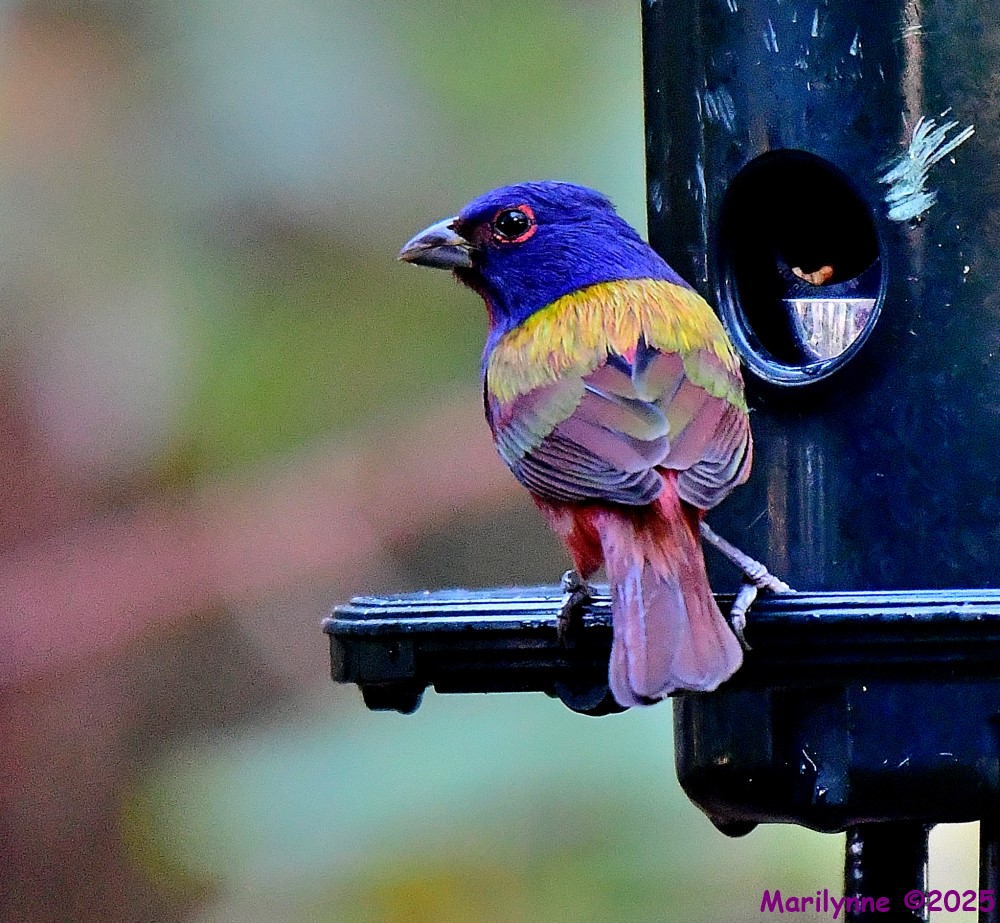 DSC_1611_001.JPG