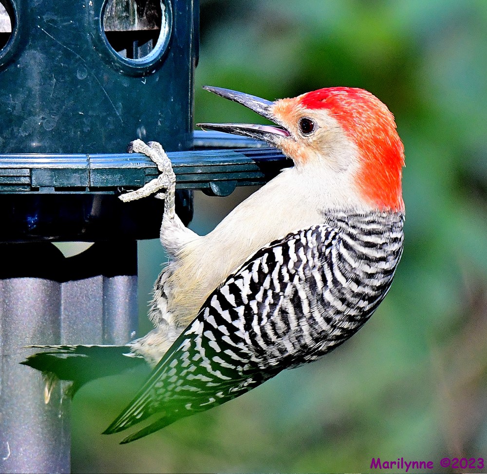 DSC_1614_001.JPG