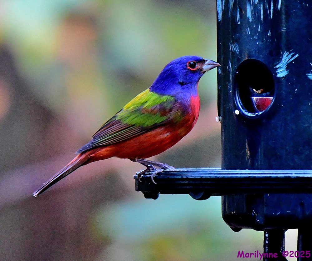 DSC_1615_001.JPG