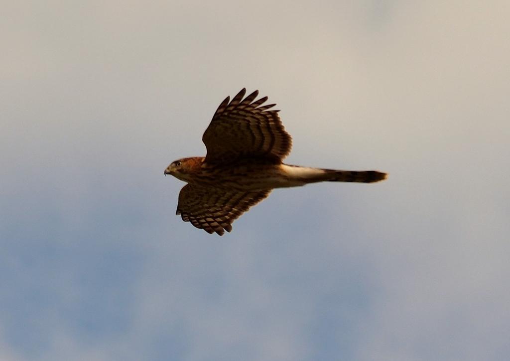 DSC_1617.jpg