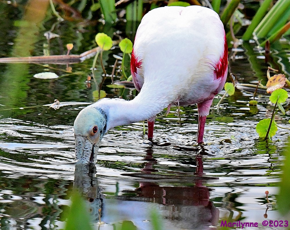 DSC_1620_001.JPG