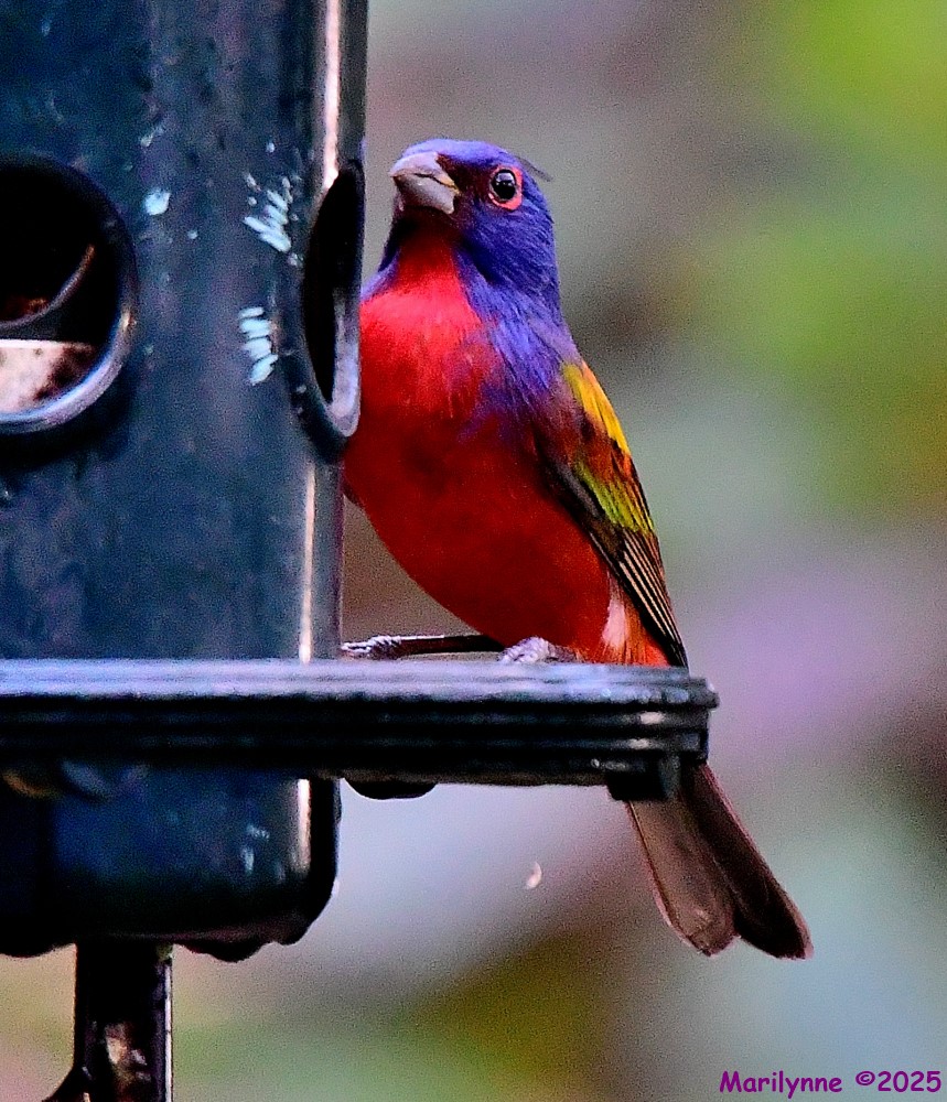 DSC_1620_001.JPG