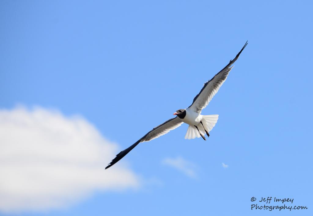 DSC_1621.jpg