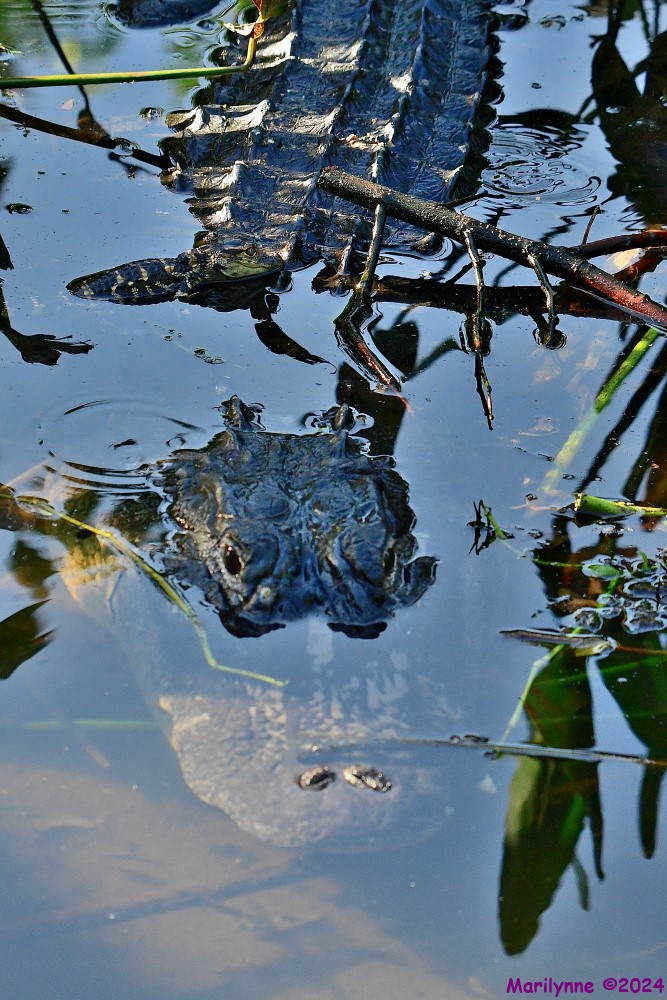 DSC_1624_001.JPG