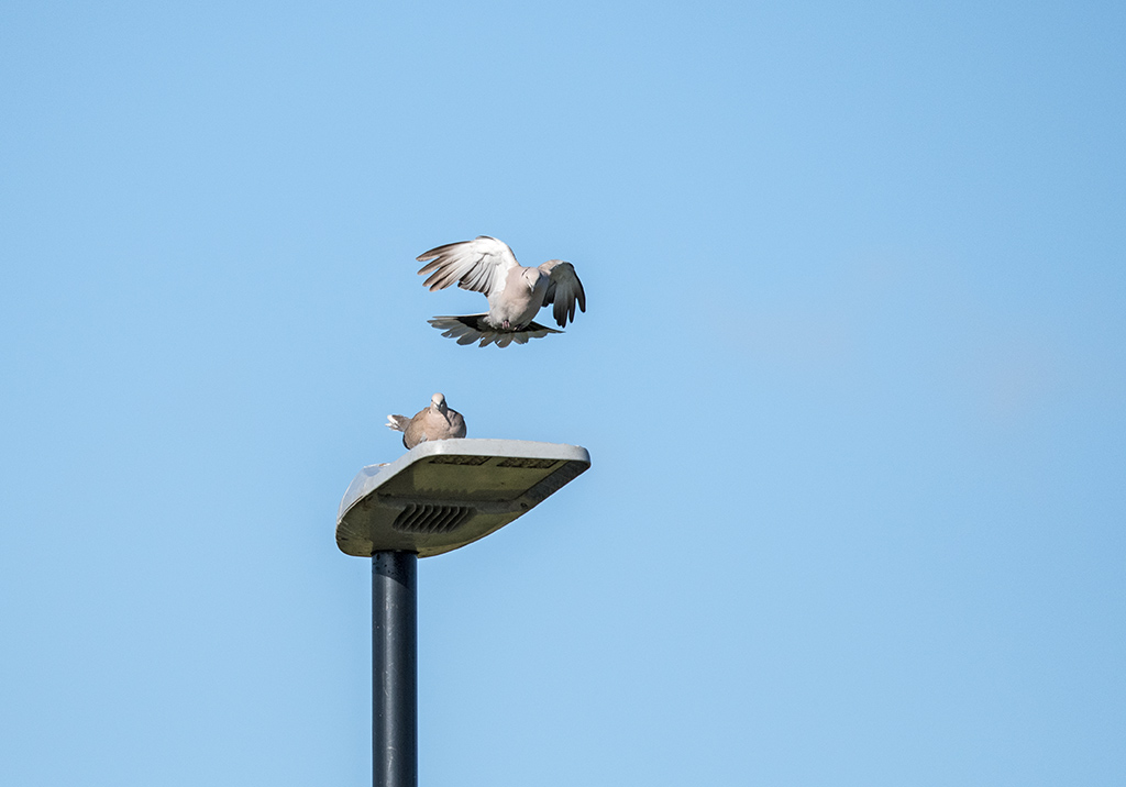 DSC_1625.jpg