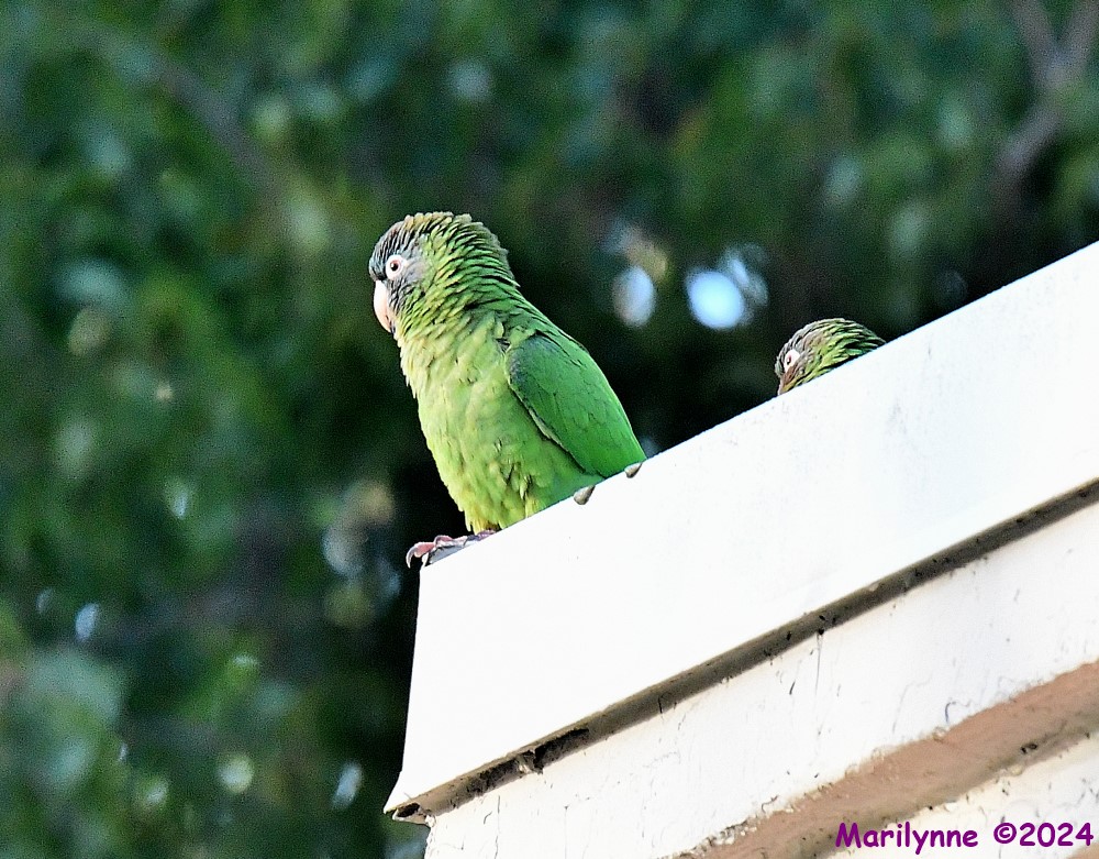 DSC_1626_001.JPG