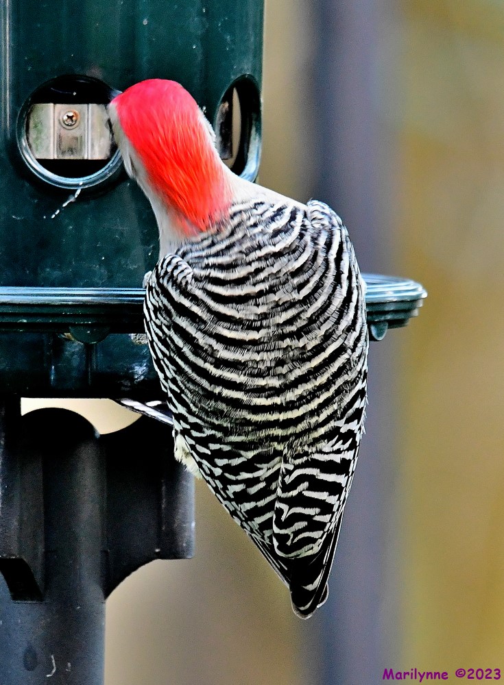 DSC_1628_001.JPG