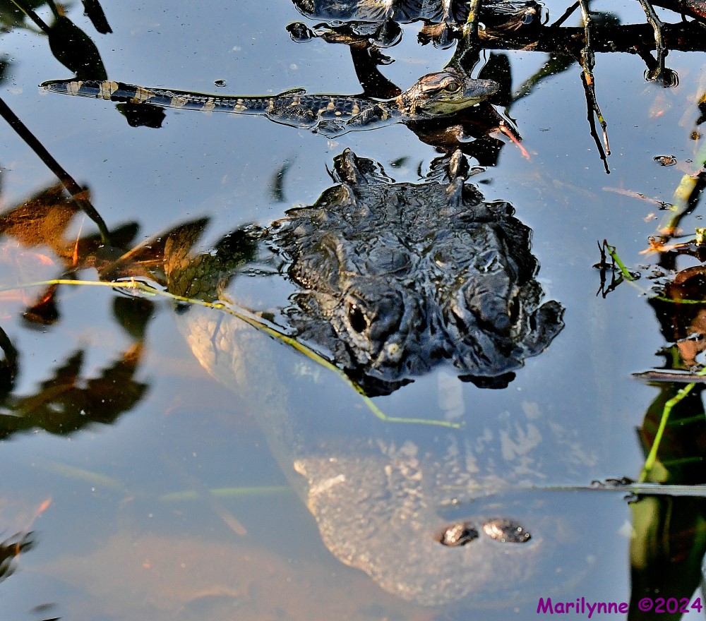 DSC_1628_001.JPG