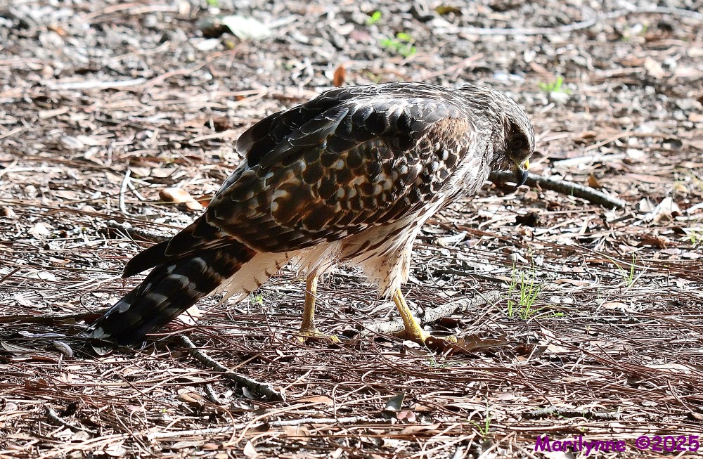 DSC_1633_001.JPG