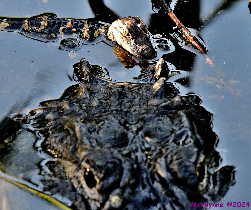 DSC_1634_001.JPG