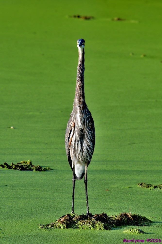 DSC_1634_001.JPG