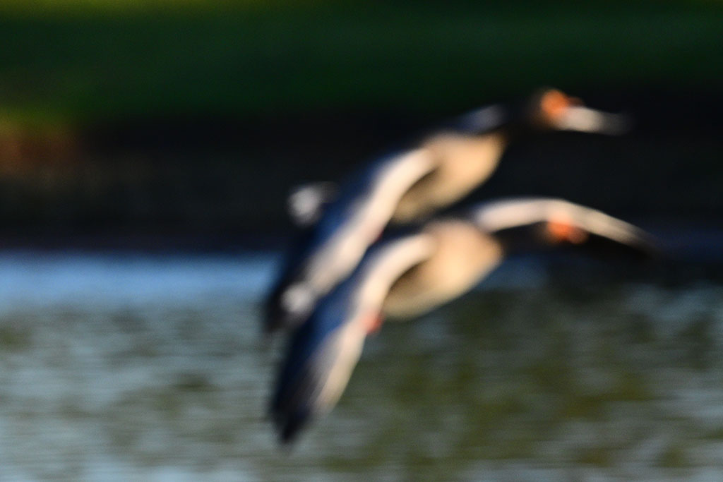 DSC_1635.jpg